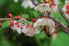 Bán mảnh đất đẹp mộc châu. đón đầu sóng, giá đầu tư