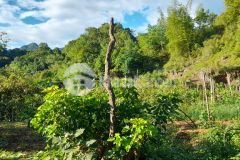 Mảnh đất 30ha tại mộc châu phù hợp làm homestayfarmstay cho nhà đầu tư.