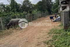 D935 bán đất hẻm cấp 2 ea tiêu cư kuin cách đường hồ chí minh 300m