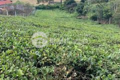 Đầu tư nghỉ dưỡng không thể bỏ qua siêu phẩm view đồi chè tại mộc châu