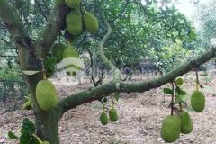 Bán đất ngay cụm kcn tân hưng hớn quản bình phước giá rẻ