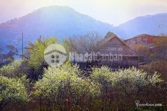 Đón đầu sóng cao tốc mảnh đất cực đẹp sẵn 400m thổ cư mộc châu