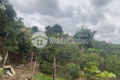 Cc cần bán mảnh đất view đồi chè nằm tại chiềng sơn, mộc châu