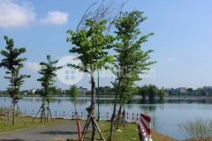 Siêu phẩm chính chủ đầu tư 650tr ngân hàng ht 50 70