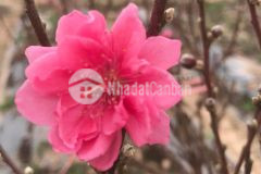 Nhà 6 tầng 45m2 thang máy giá 7,35 tỷ đào tấn