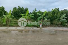 Bán vườn mít diên xuân diên khánh đã cho quả