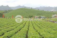 Bán đất tt nông trường mộc châu, đầu tư đón sóng kép cao tốc hb mc và khu dl quốc gia mc