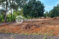 D967 bán đất xào 2 mặt tiền hẽm phan huy chú xã hòa xuân giá 800 triệu 1 xào