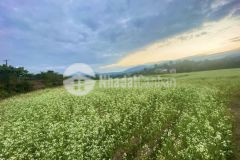 Đón sóng quy hoạch khu du lịch quốc gia mộc châu.thích hợp đầu tư lướt sóng và lâu dài