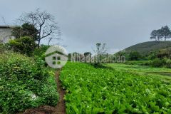 Bán đất mộc châu phù hợp làm farm đón sóng sân bay