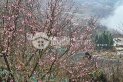 Đất nền y týsapa2, vị trí săn mây đẹp nhất, thanh khoản nhanh