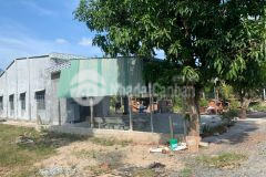 Cần ra lô đất tại ấp đá dân xã hiệp thạnh tây ninh giá 590tr