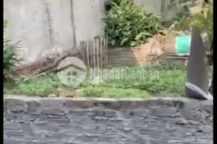 Thửa đất đẹp vũ xuân thiều ô tô 7 chỗ vào 120m2 x 5,55 tỷ