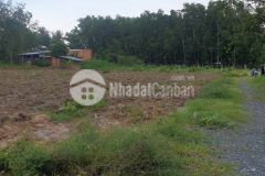 Bán lô đất siêu lợi nhuận tại gò dầu tây ninh giá chỉ 259tr