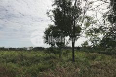 Bán 52x61m nguyễn minh châu 270 triệu m ngang tân tiến lagi