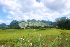 Bán đất tặng nhà sàn, dt 1252m, view cánh đồng bát ngát, lô góc giá 6xx tr