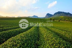 Cc cần bán nhanh lô đất tiểu khu 1 5 trung tâm tt nông trường giá rẻ