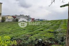 Bán đất trung tâm tt nông trường, đầu tư đón sóng cao tốc hòa bình mộc châu