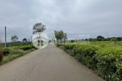 Bán đất nền giá hạt dẻ đầu tư sinh lời