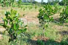 Bán nhanh đất vườn tại củ chi 500m2 có sổ hồng riêng