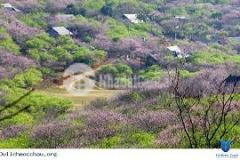 Đón đầu trục đường nội thị 31m, thích hợp làm du lịch mộc châu