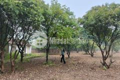 Cần bán 3000m đất mặt tiền 30m 19.5tỷ minh phú sóc sơn