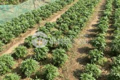 Bán 1081,4m2 đất vườn xã phước trung, gò công đông, shr, chỉ 480tr. lh0926401368.