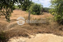 Bán 21 x 49m 1010m 3,65 tỷ, tân bình, thị xã lagi