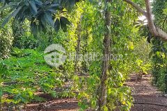 D694 bán đất thôn 3 eakao nối dài ywang