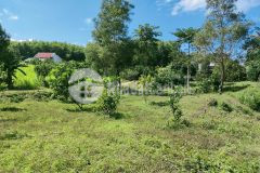 Bán vườn bưởi khánh đông giáp suối sát bên tỉnh lộ 8