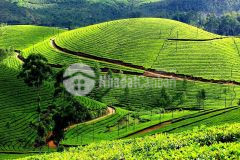 Bán gấp mảnh đất dt 4226m2 tk 1 5 thị trấn nông trường mộc châu giá rẻ