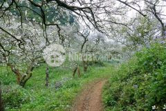 Bán đất nền mộc châu mặt đường ql 6 khu trung tâm thị trấn nông trường mộc châu.