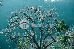 Bán đất nền mộc châu trung tâm của trung tâm khu du lịch quốc gia mộc châu.