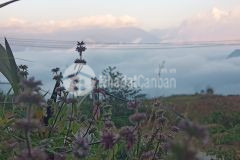 Bán đất nền tả phìn sapa, giá chỉ từ hơn 1 triệu 1m2, thanh khoản nhanh