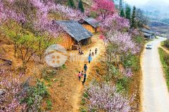 Mảnh đất rừng đào view hồ sinh thái cực đẹp phìn hồ, y tý, lào cai