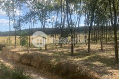 Bán gấp đất chia lô tại huyện đồng phú, bình phước, chỉ 550tr5x46 tc100m. lh0796552589