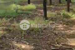 Bán 2000ha đất bù đăng bình phước, chỉ 300 triệu1ha. lh0796552589.