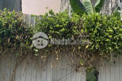 Đất trống 73m2, hẻm xe tải 8m, gần quang trung, p.8, gò vấp