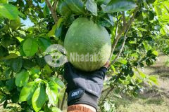 Bán vườn bưởi khánh trung khánh vĩnh gần dân cư