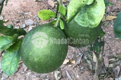 Bán nhanh lô đất tặng nhà cấp 4 đã có thổ khu dân cư khánh đông khánh vĩnh