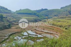 Bán 2800m giá 1.2 tỷ view cánh đồng rẻ nhất khu vực