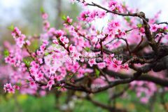 Bán nhà tập thể 3 tầng 75m2 2,35 tỷ phố đào tấn