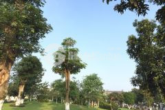 Chủ nhà gửi bán căn liền kề 101,5m2 kđt đặng xá 8 tỷ