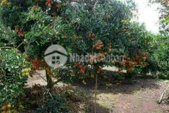 Đất chuẩn bị sát nhập đồng xoài