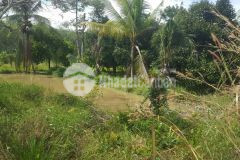 Đất sinh thái nghỉ dưỡng an điền, bến cát, bình dương view rạch lô góc