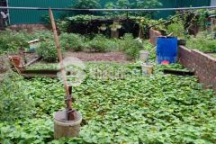 Chính chủ nhờ bán gấp lô đất siêu đẹp tại đào xuyên, đa tốn, gia lâm, hà nội.