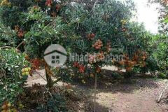 Bán nhanh 1007m2 đất huyện đồng phú bình phước, shr, 780tr. lh0907192005