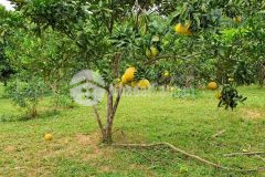 Đất rẻ lương sơn, hòa bình 960m2, giá 2,4 tỷ