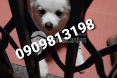 Bán nhà q5 c4 tiện xây mới shr công chứng ngay.