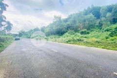 Bán đất cây lâu năm đường nhựa hl62 xã khánh phú gần yangbay giá rẻ lh 0788.558.552